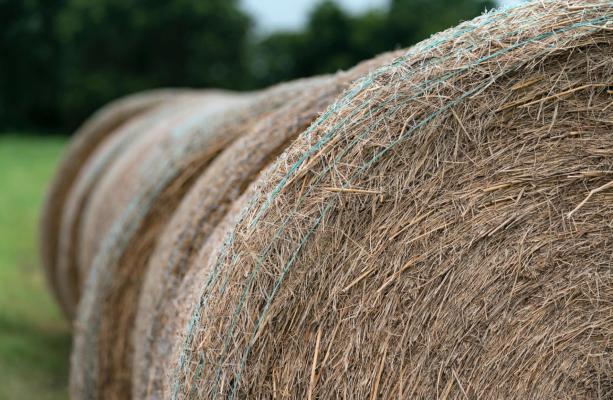 Hay bales could be in short supply as much of the state has reported poor forage and hay production conditions this season. Photo by Laura McKenzie