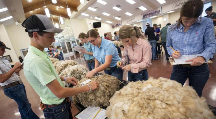 Wool judging was one of the many competitions at the Texas 4-H Roundup held on the Texas A&amp;M campus. Photo by Sam Craft