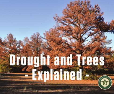 Drought and trees - Explained