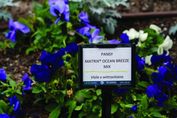 Pansy is a good choice for an annual once the weather cools. Photo by Laura McKenzie