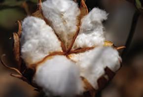 Texas cotton production has taken a hit from the weather, and losses could impact U.S. cotton production. Photo courtesy of Texas A&amp;M AgriLife/Sam Craft