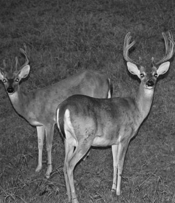 Photo courtesy Larry Weishuhn Whitetail bucks are still in their bachelor groups, but antlers are beginning to shed their ‘velvet’ and soon these bucks that spent the summer months as buddies will become rivals when the rut (breeding season) gets underway.