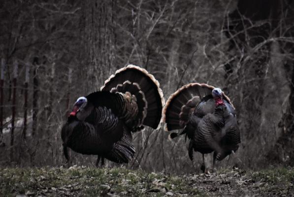 It’s almost time to go after that big mature spring gobbler, but do you know how to prepare the drumsticks? Luke shares his cooking method and more in this week’s column. Photo by Luke Clayton