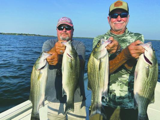 Guide Tony Parker (lt) and Jeff Rice show off a few nice fish landed during the first few hours of daylight last week. The bite was very good for hybrid stripers, an occasional pure striper and some jumbo white bass. Photo by Luke Clayton