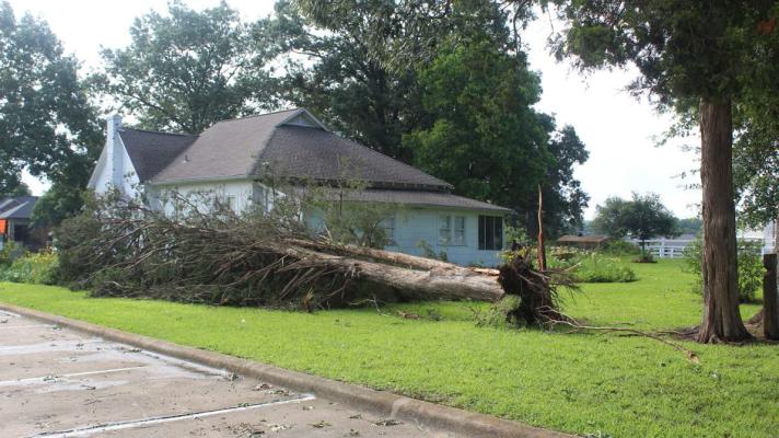 A late morning storm producing intense rainfall and high winds came through Van Zandt County June 1 resulting in a number of tree limbs blown down as well as a number of power outages being reported. Among the trees that suffered damage was this large tree which barely missed The Blackwell House near the Van Zandt County/Sarah Norman Library in Canton. See more photos on Page 2A. Photo by David Barber