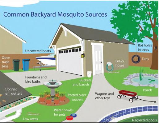 There are a variety of places in the backyard that can serve as a potential breeding ground for mosquitoes. Graphic courtesy of Texas A&amp;M AgriLife