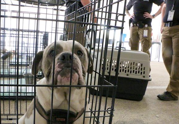 A dog that was recently rescued June 10 by the SPCA in Van Zandt County. Courtesy photo
