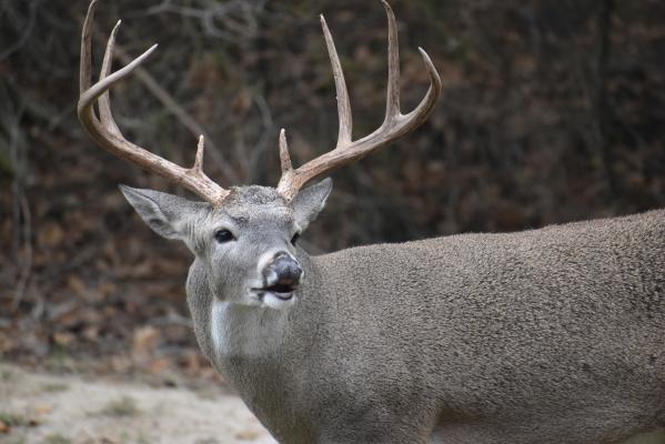 Luke did his deer hunting this week with his Nikon camera at Wind Point Park on Lake Tawakoni. Photo by Luke Clayton