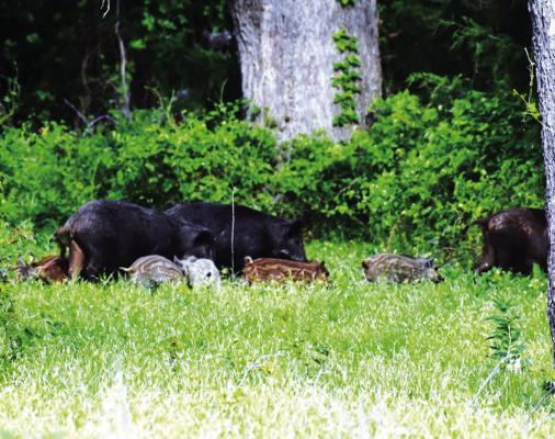 The recent influx of fresh water into creeks and rivers has pushed wild hogs up out of the bottoms making them much easier to locate and hunt. Bait washed into the creeks has put catfish on a stellar bite. Photo by Luke Clayton