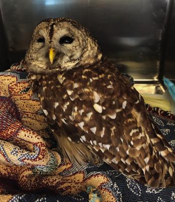 Through the efforts of some Good Samaritans, this barred owl was rescued last month before Christmas along Interstate 20 in front of Denny’s in Canton after being hit by a vehicle. The owl suffered a broken wing and unfortunately, did not survive a few days later. Photo courtesy of Thomas Clower