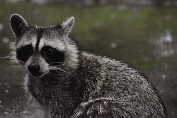 Raccoons are cute little critters when coming to the back door to clean up a cat or dog feeding bowl but in the wild, they are very efficient predators. When their numbers get out of control, they can do great damage, especially to ground nesting birds. Photo by Luke Clayton