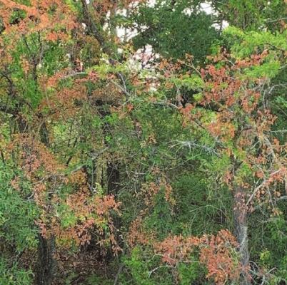 Cluster of cedar elm trees showing large numbers of wilting brown leaves symptomatic of native elm wilt. Photo by Shelia McBride