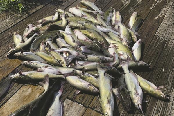 Photo by Luke Clayton Luke has been taking a cue from the fish and animals and venturing forth early and late. It’s hot but there’s still plenty to do during the summer doldrums. Here are some tasty channel catfish Luke and his friends caught during the cooler hours just after sunup.