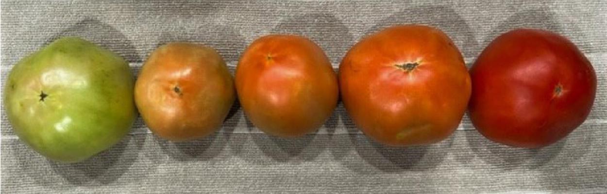 The range of tomato ripeness from a “breaker” to fully ripe. Picking tomatoes earlier and ripening them off the vine can help growers avoid fruit damage and extend the shelf life of their harvest. Photo by Larry Stein