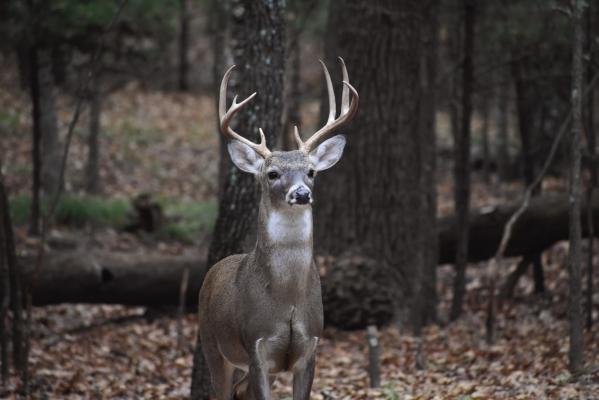Success on harvesting a big buck like this depends largely upon proper scouting of your hunting land. Modern technology makes it much easier. Luke and his buddy, Jeff Rice, put technology to good use this past week on a tract of very remote land. Photo by Luke Clayton