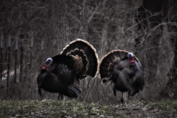 Spring turkey season is only weeks away, time to once again head to the woods in hopes of outsmarting one of the most wary of birds. Photo by Luke Clayton