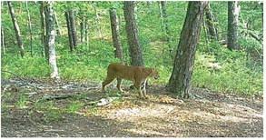 Bow season is underway and because of a slim acorn crop across much of the state, corn feeders will probably provide the best hunting. This bob cat strolled past a bow stand over the weekend. Photo by Samuel Old