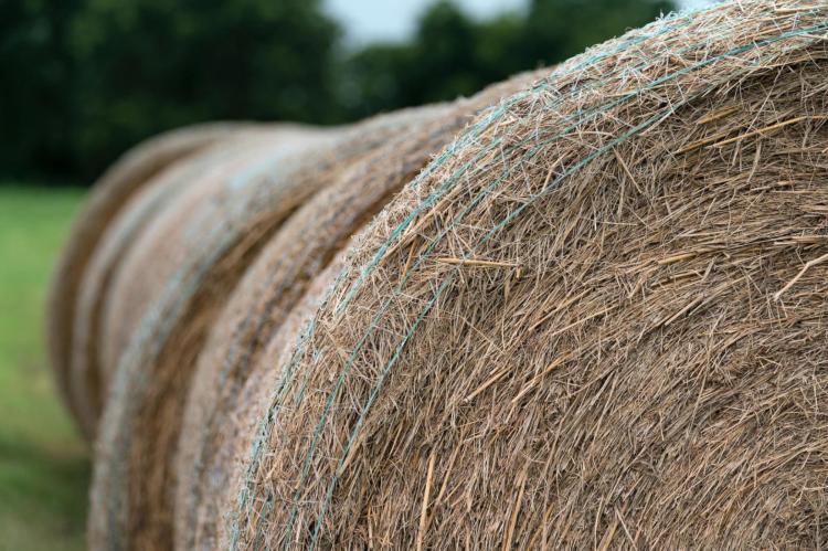 Hay bales could be in short supply as much of the state has reported poor forage and hay production conditions this season. Photo by Laura McKenzie