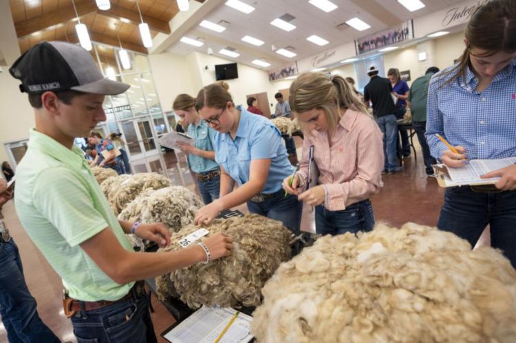 Wool judging was one of the many competitions at the Texas 4-H Roundup held on the Texas A&amp;M campus. Photo by Sam Craft