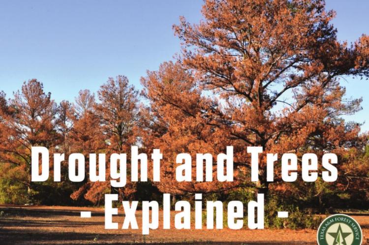Drought and trees - Explained