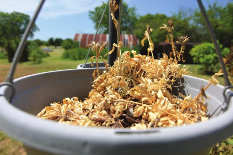 Plants scorched by the summer sun in hanging baskets. Many plants need help to survive during an extended period of high temperatures and drought. Photo by Adam Russell