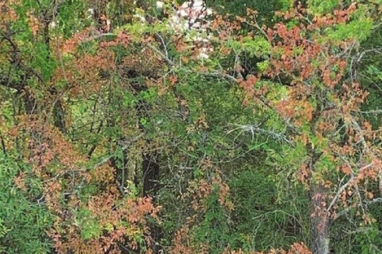 Cluster of cedar elm trees showing large numbers of wilting brown leaves symptomatic of native elm wilt. Photo by Shelia McBride