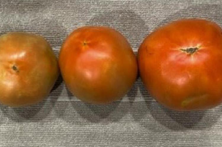 The range of tomato ripeness from a “breaker” to fully ripe. Picking tomatoes earlier and ripening them off the vine can help growers avoid fruit damage and extend the shelf life of their harvest. Photo by Larry Stein