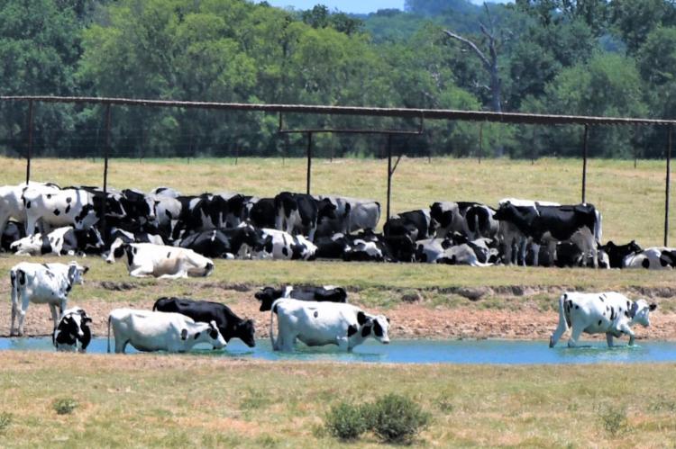 Heat wave deepens Texas drought