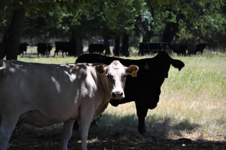Above Dairy cattle wade into a pond and linger underneath a shade in East Texas as temperatures push past 100 degrees. Right, Cattle take refuge in the shade during the most recent heat wave. Daytime temperatures have routinely exceeded 100 degrees this summer. Photos by Adam Russell